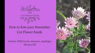 How to sow your November seeds  Godetia Wild Carrot Astrantia Aquilegia Florists Dill [upl. by Gotthelf]