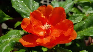 Pereskia Bleo  Orange Flowers Cactus Family [upl. by Attenyl]