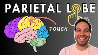 The Parietal Lobe Somatosensory Cortex  Location and Function [upl. by Heringer220]