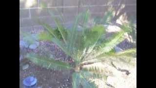 Cycad Dioon edule in Phoenix Arizona [upl. by Ativad]