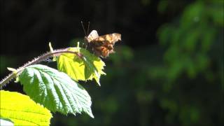 Butterfly Large Tortoiseshell Blackleg Tortoiseshell closeup  Schmetterling Großer Fuchs [upl. by Lemon]