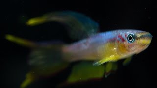 How to set up a Killifish tank for semiannual mop spawners [upl. by Codd]