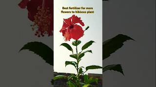 MORR FLOWERS FOR HIBISCUS PLANT CARE TIPS  hibiscus PLANTS shorts [upl. by Arlynne]