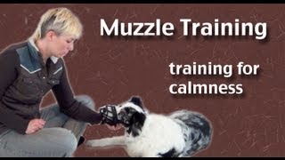 Teach your dog to wear a muzzle [upl. by Lockhart]