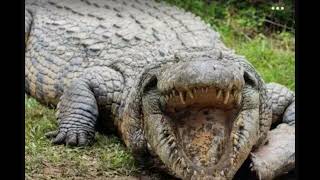 The worlds oldest living crocodile Henry is 123 years old It has 10000 babies and weighs 700 kg [upl. by Mitzie]