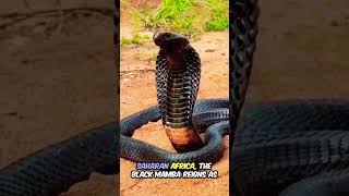 Black Mamba Unveiling Natures Deadliest Predator and Its Lethal Secrets snakefacts Snakes [upl. by Hsirk]