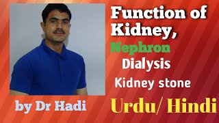 L8 function of kidney or Nephron dialysis kidney stone and lithotrypsy in Urdu Hindi [upl. by Kanal192]