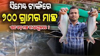 ଏଠି ମିଳୁଛି ସମସ୍ତ ପ୍ରକାରର ମାଛ ଯାଆଁଳା  Fish Hatchery in Balasore  How to Start Fish Hatchery [upl. by Chader85]