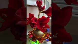 Амариллис 🌺Так Красиво Цветёт Амариллис в Воске Amaryllis in Wax Amaryllis Bloomingshorts [upl. by Nehemiah]