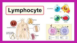 lymphocyte [upl. by Kcirdnek]