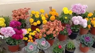 How to make a great garden plants flowers 🪴💐youtubenew2024trendtrendingtrendingvideoviewsvir [upl. by Yeorgi]