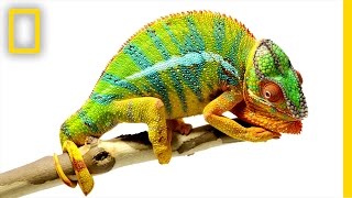 Beautiful Footage Chameleons Are Amazing  National Geographic [upl. by Dayle]