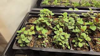 Monarda fistulosa Bee Balm growing at 4 weeks from seed [upl. by Rasaec69]