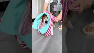 Dog training expert dogpottytraining dogtrainersofig animals positivedogtrainer doglife [upl. by Suiravaj17]