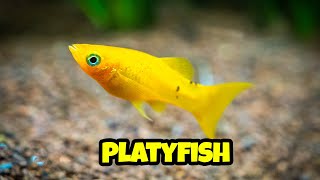 All You Need to Know About Platy Fish 🐟 how to breed platy complete guide [upl. by Adelaja]