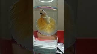 Golden betta fish Halfmoon [upl. by Nesmat]