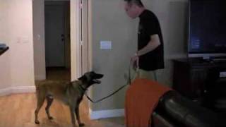 House Training Boundaries With A Belgian Malinois [upl. by Suoivatram]