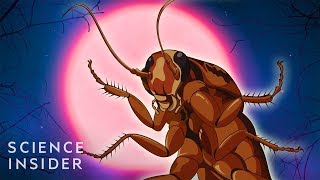 Why Cockroaches Are So Hard To Kill [upl. by Ylecic374]