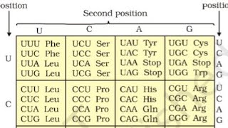 Genetic code chart explanation [upl. by Arym]