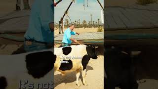 Clarkson And The Jumping Cow 😅🐄 thegrandtour moroccanroll [upl. by Beryle320]