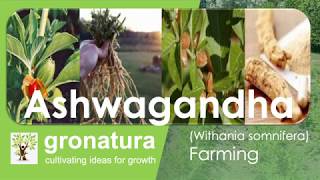 Ashwagandha Farming [upl. by Merla]