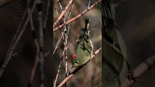 RubyCrowned Kinglet Calling Sounds [upl. by Godfry]