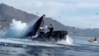 Incroyable mais vrai Une baleine avale un homme et son kayak حوت أزرق يلتقم رجل [upl. by Beall]