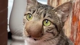 The Most Shocking Botfly Removal from a Cat 🐈 [upl. by Notnats]