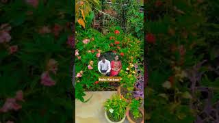 Mera Dil bhi kitna pagal hai ye pyar to tumse krta haisongbestlovebestssongs lovesong plants [upl. by Mccormac]