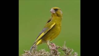 Canto verderon  greenfinch singing  chant de verdier [upl. by Mikey]