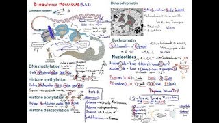 Bioquímica Molecular Parte 1 Cromatina Metilación Acetilación y Nucleotidos [upl. by Tildi]