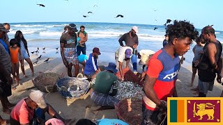 Fishing Trincomalee Sri Lanka [upl. by Airotcivairam]