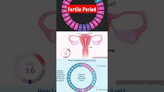 What is fertile window or period Fertility days shortsviral motherwomb pregnancy trendig [upl. by Eem]