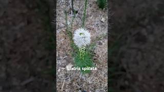 These Liatris Spicata are super fun and beautiful garden nativegarden [upl. by Alian536]