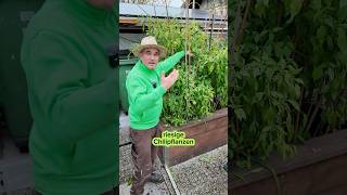 Hochbeet mit Chilipflanzen jetzt im November chili tipps video garten gardening garden [upl. by Jagir]