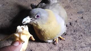 Feeding yellowfooted green pigeon Treron phoenicopterus [upl. by Duleba]