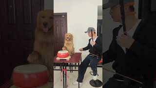 Drummer 057 🎵 🥁 Golden Retriever 🐕 shorts goldenretriever music [upl. by Notle]