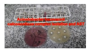 Acinetobacter isolation and its Antimicrobial Sensitivity Testing [upl. by Vasiliki175]