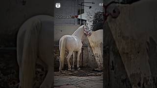 treanding horse stallion viralvideo shorts shortfeed 2october2024 [upl. by Tyrone]