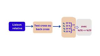 Comment Distinguer Entre Deux Gènes Indépendants Et deux Gènes Liés [upl. by Aseen]