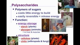 Macromolecules amp Carbohydrates [upl. by Eryt]