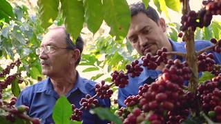 EL MEJOR CAFÉ DEL MUNDO  CAFICO HONDURAS [upl. by Garvey]