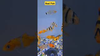 Real aquarium fish  beautiful colors fish cute fish  Daily fish vlog  shortvideos [upl. by Lissi]