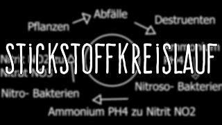 Einlaufphase Nitrit Peak Stickstoffkreislauf für Anfänger [upl. by Anastasio]