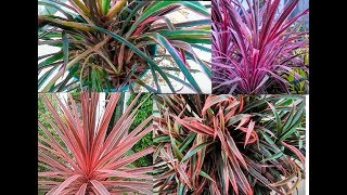 How to grow CORDYLINE plants and Design Ideas [upl. by Cutter757]