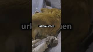 Lustige niedliche Hundewelpen [upl. by Adaline]