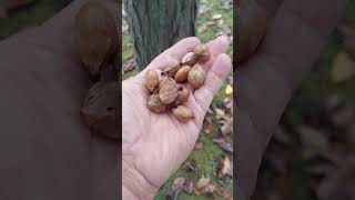 👁 👁 POSITIVE ID SHAGBARK HICKORY TREE  HICKORY NUTS like and subscribe PLEASE [upl. by Ona]