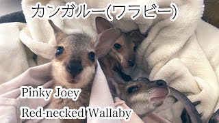 Kangaroo Pinky Rednecked Wallaby  カンガルーの赤ちゃん [upl. by Thrift]