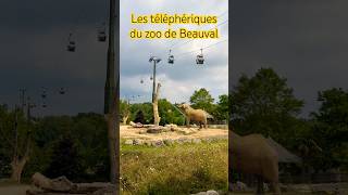 Zoo de Beauval [upl. by Martelle475]