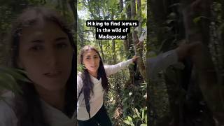 The lemur sounds are crazy 😳 animalshorts madagascar adventuretravel [upl. by Hudgens879]